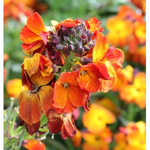 Blühender Goldlack (Erysimum cheir) mit orangefarbenen Blüten, Nahaufnahme.