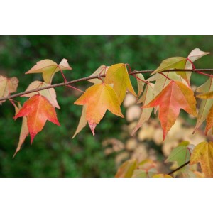 Dreispitz-Ahorn (Acer Buergerianum) mit dekorativem, rot-gelbem Herbstlaub.