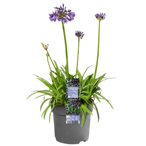 Schmucklilie (Agapanthus) im Topf, ca. 35 cm hoch, mit blauen Blüten. Ideal für Balkon & Garten.