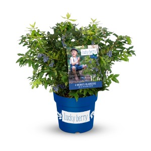 Blaubeere Lucky Berry im Topf, ca. 30-40 cm hoch, mit reifen Beeren.