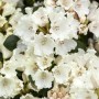 Nahaufnahme des Rhododendron Williamsianum 'Gartendirektor Rieger' mit weißen Blüten.