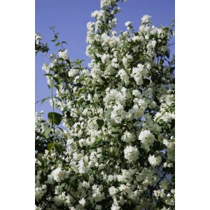 Üppig blühender, weißer Duftjasmin (Philadelphus Virginal) im Garten, Kategorie Sträucher.