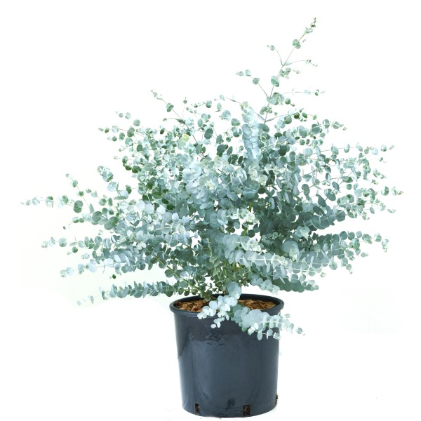 Eukalyptus kaufen bei OBI
