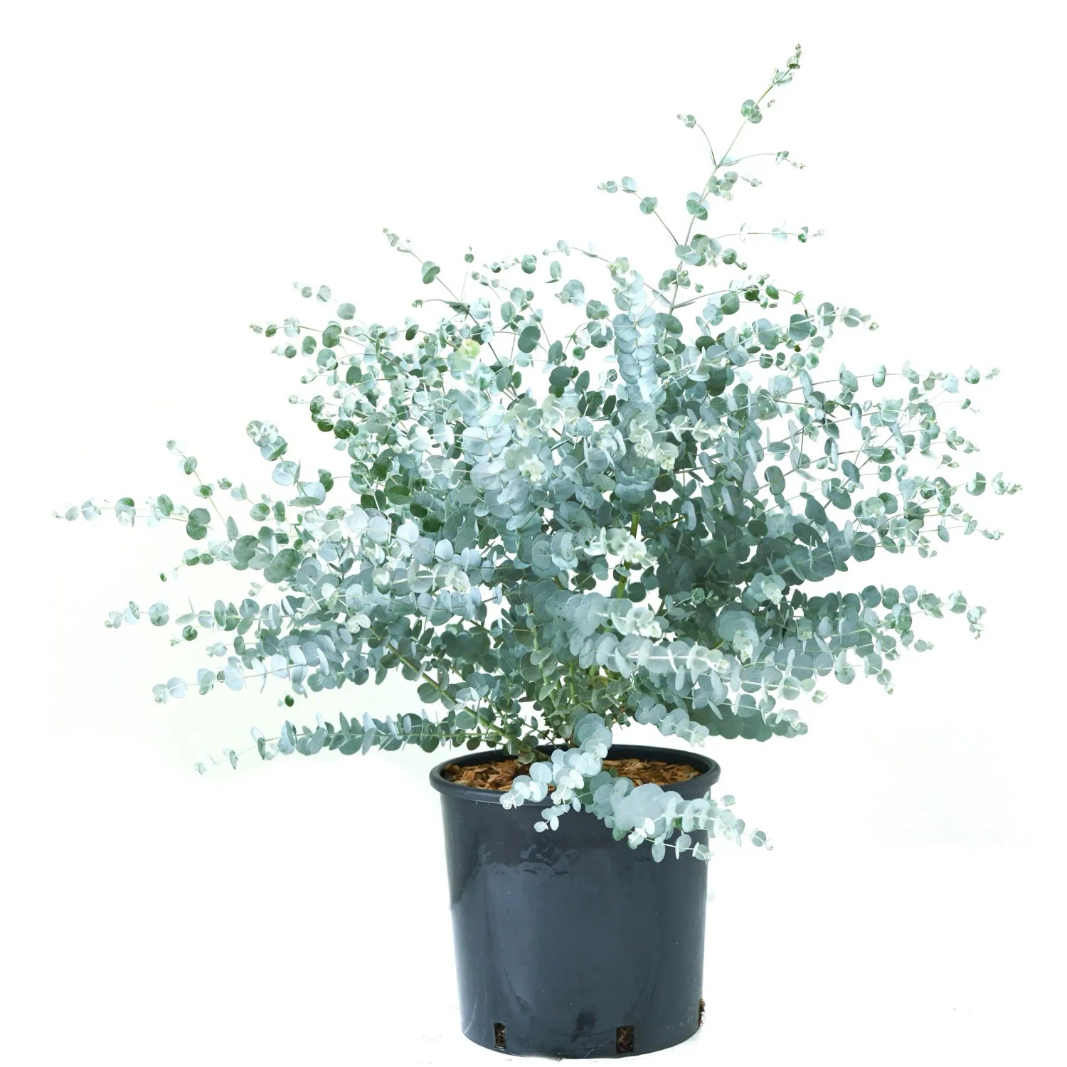 GROW by OBI Winterharter Eukalyptus Baby Blue 20 - 30 cm 5 l Topf kaufen  bei OBI
