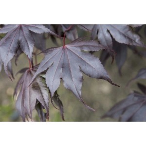 Nahaufnahme: Rote Blätter des Acer Palmatum Fireglow Japanischer Ahorn.