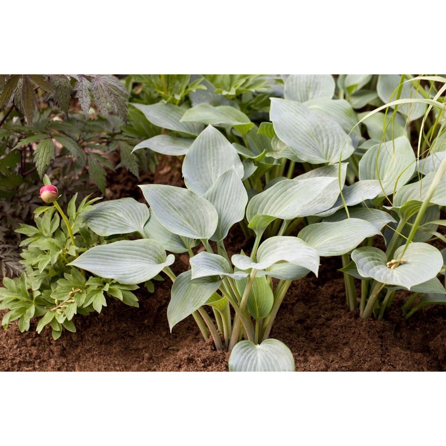 Hosta X Tardiana Halcyon Blaublatt Funkie Ca. 11x11 cm Topf günstig online kaufen