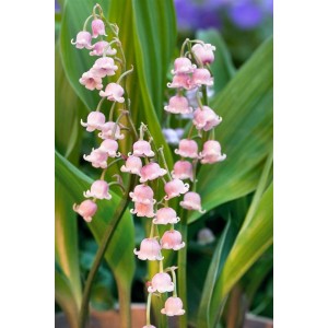 Rosa Maiglöckchen (Convallaria Majalis Rosea) im Topf, zarte rosa Blüten und grüne Blätter.