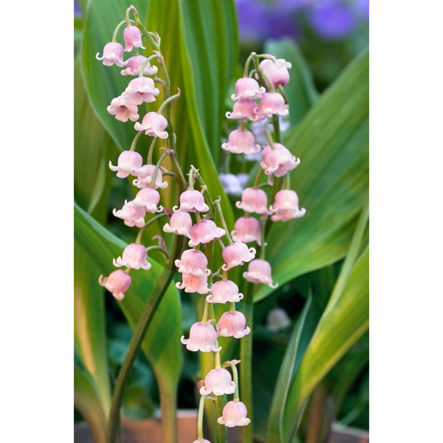 Convallaria Majalis Rosea Maiglöckchen Ca. 9x9 cm Topf günstig online kaufen