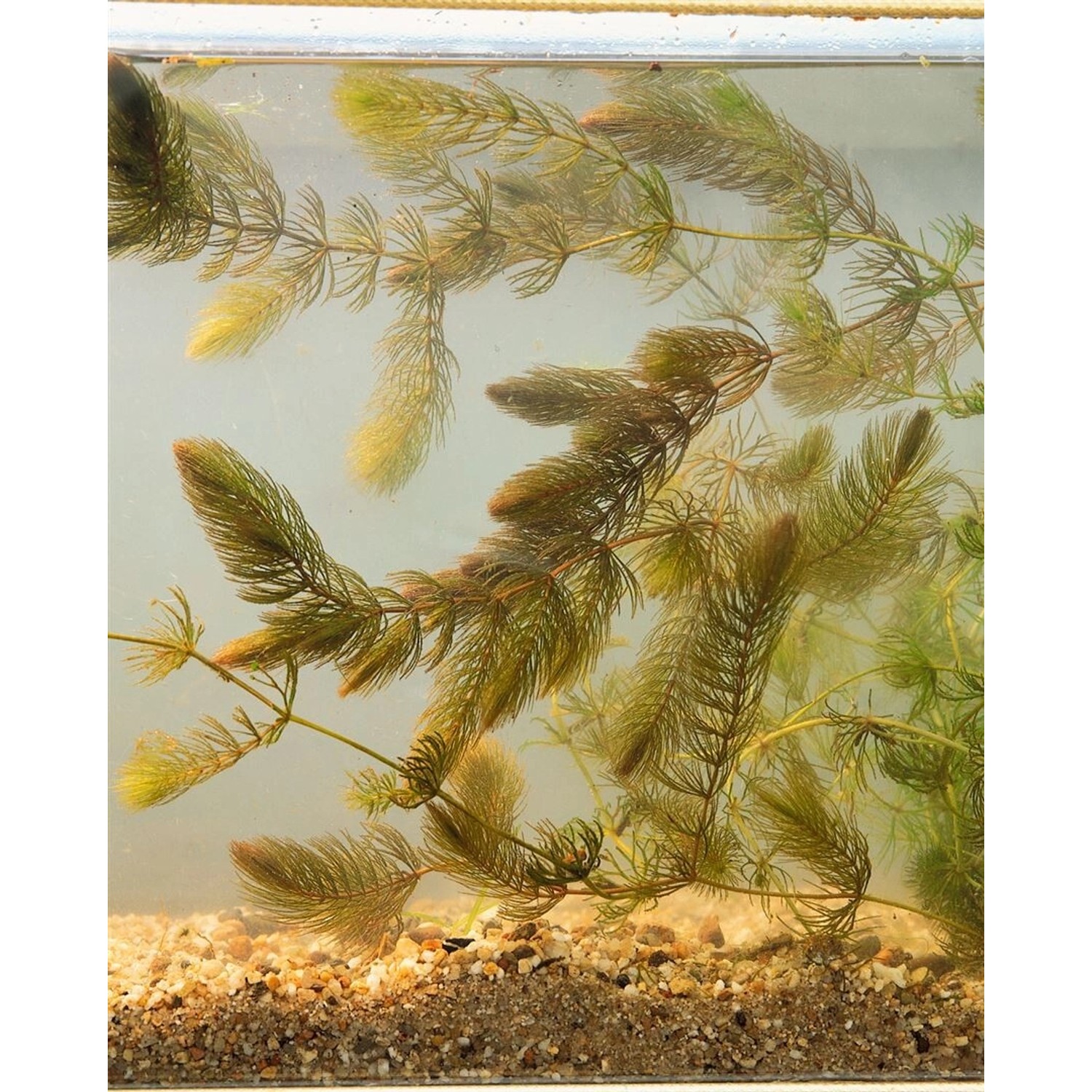 Ceratophyllum Demersum Hornblatt Lose günstig online kaufen