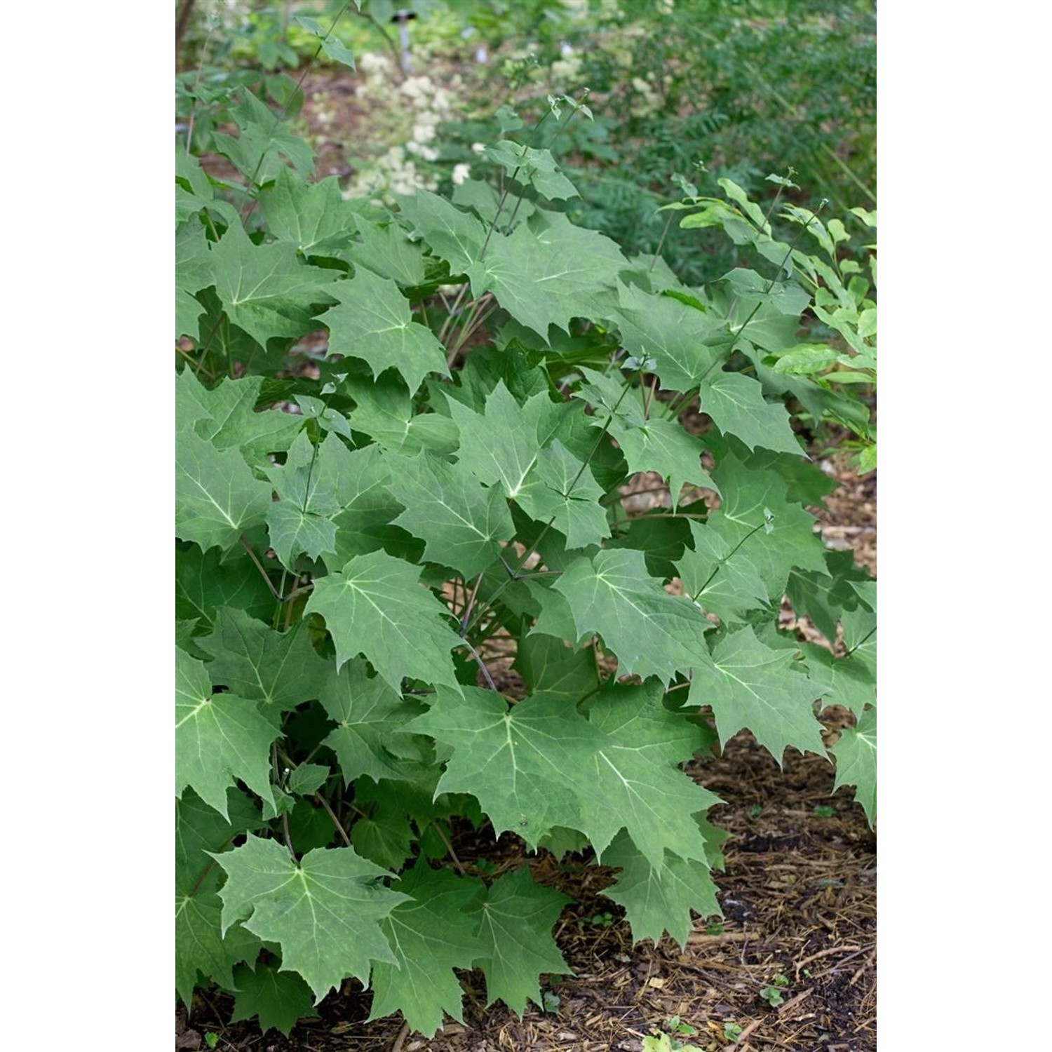 Kirengeshoma Palmata Gelbe Wachsglocke Ca. 11x11 cm Topf günstig online kaufen