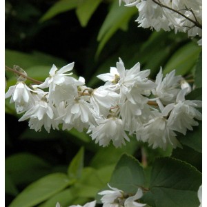 Nahaufnahme des gefüllten Sternchenstrauchs Candidissima (Deutzia scabra) mit weißen Blüten.