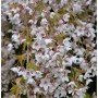 Frühlingshängekirsche (Prunus subhirtella) mit zahlreichen weißen bis zartrosa Blüten an herabhängenden Zweigen.