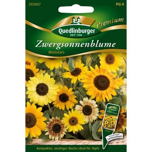 Quedlinburger Zwerg-Sonnenblumen Ministars Saatgut mit gelben und rötlichen Blüten.
