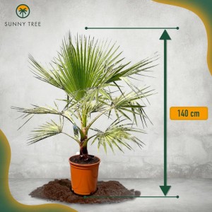 Sunny-Tree Palme Washingtonia Robusta 140-160 cm inkl. Topf Mexikanische Fächerpalme