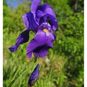Bleiche Schwertlilie - Iris pallida
