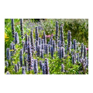 Blühende Duftnessel 'Black Adder' (Agastache rugosa) im 9cm Topf, Zierstaude für den Garten.
