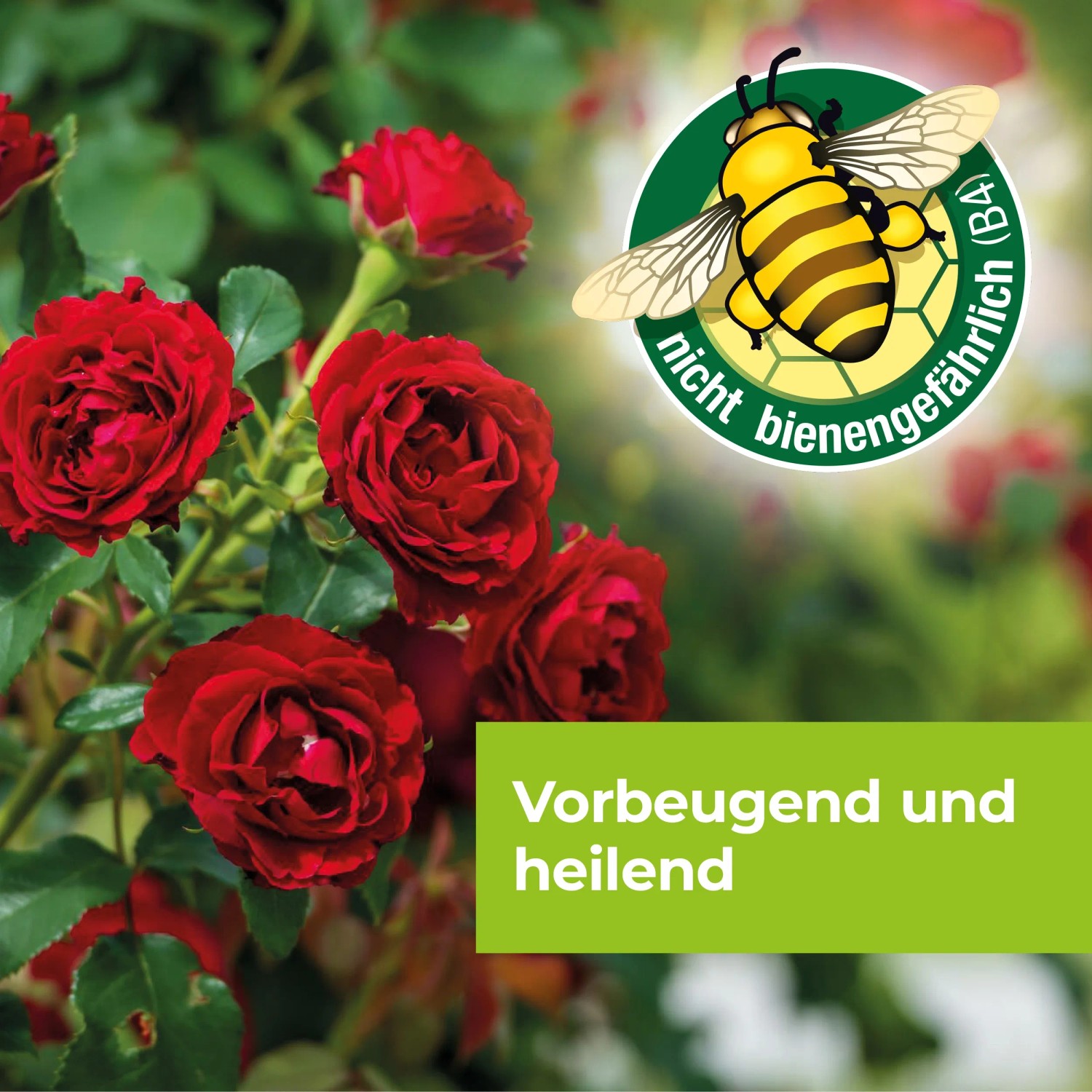 Rosen mit Protect Garden Curamat AZ Rosen-Pilzfrei vor Pilzbefall schützen.