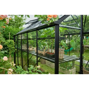 Schwarzes Halls Gewächshaus Burford 610 mit Pflanzen und Regalen im Garten.