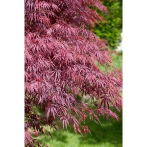 Acer Palmatum Inaba-Shidare, Japanischer Ahorn mit tiefroten Blättern im Garten.