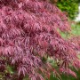Acer Palmatum Inaba-Shidare, Japanischer Ahorn mit tiefroten Blättern im Garten.