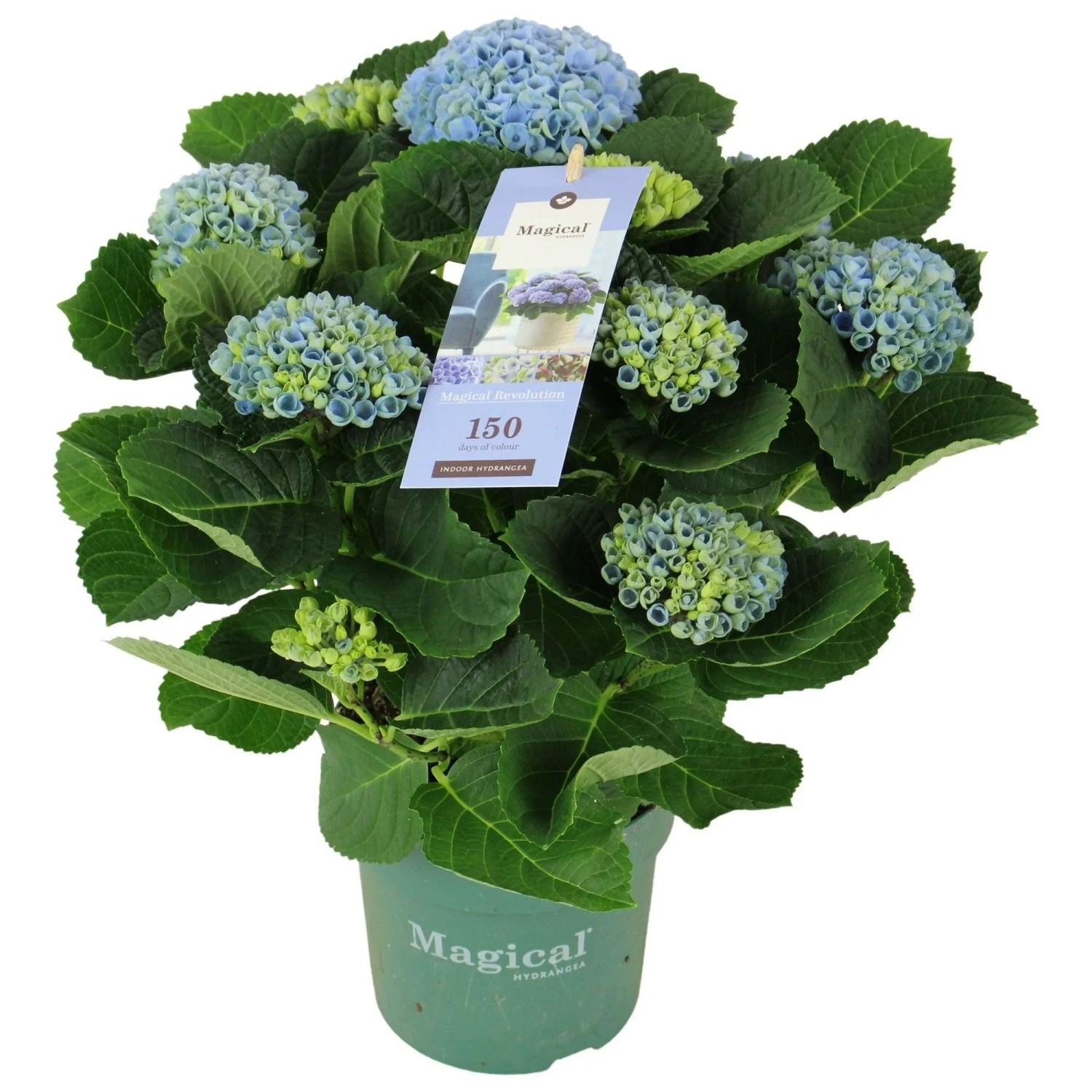 Bauernhortensie "Magical Evolution" Farbenauswahl Topf-Ø ca. 14 cm