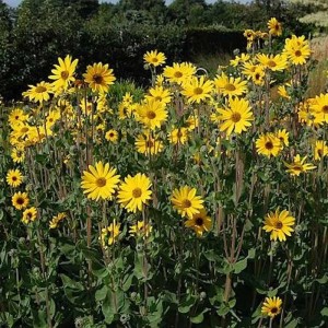 Gelbe Stauden Sonnenblumen Monarch (Helianthus atrorubens) im Gartenbeet.