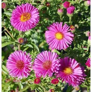 Nahaufnahme der Kissenaster Jenny (Aster dumosus) mit pinkfarbenen Blüten und gelber Mitte.