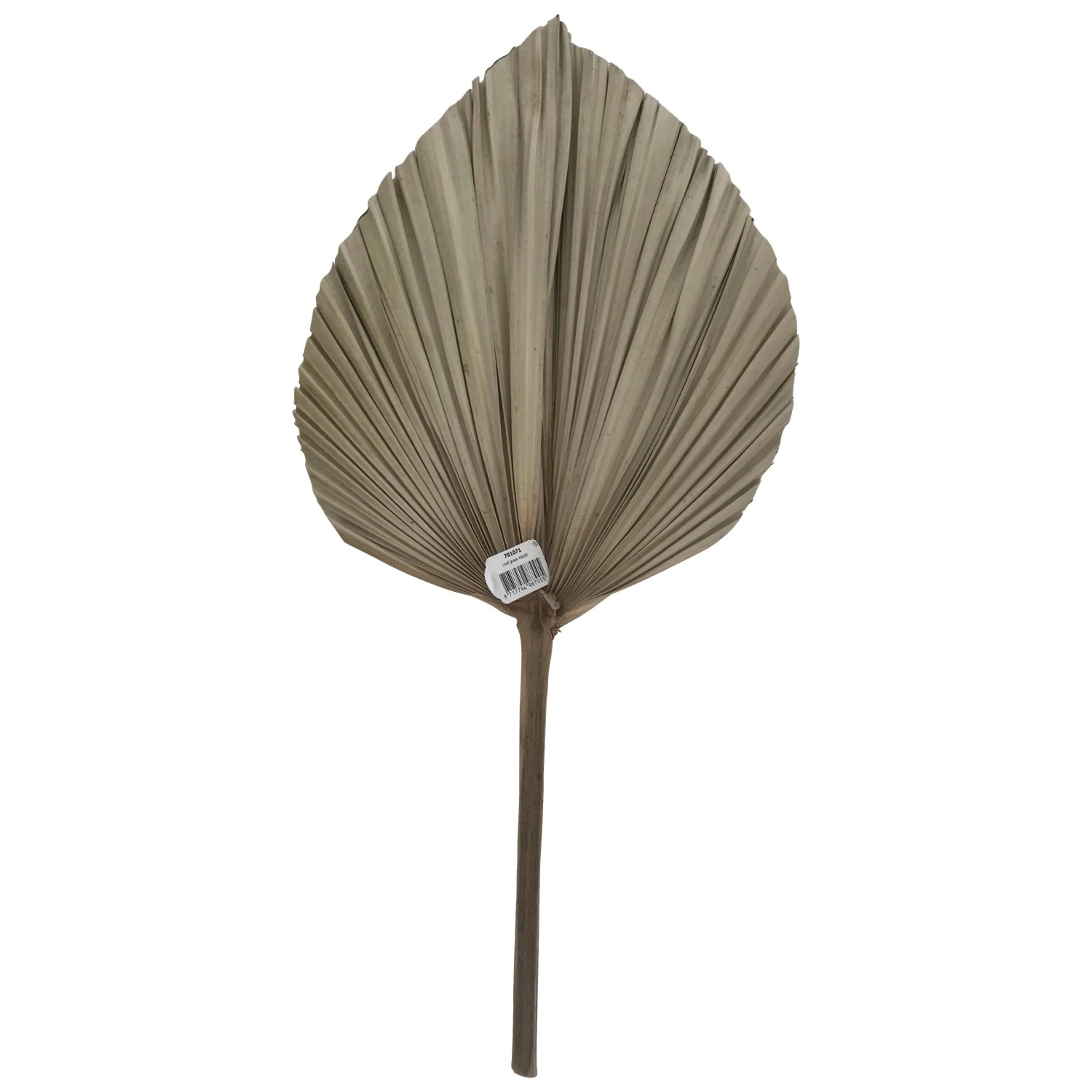 Modern Living Dekoblatt Leaf in Naturfarben