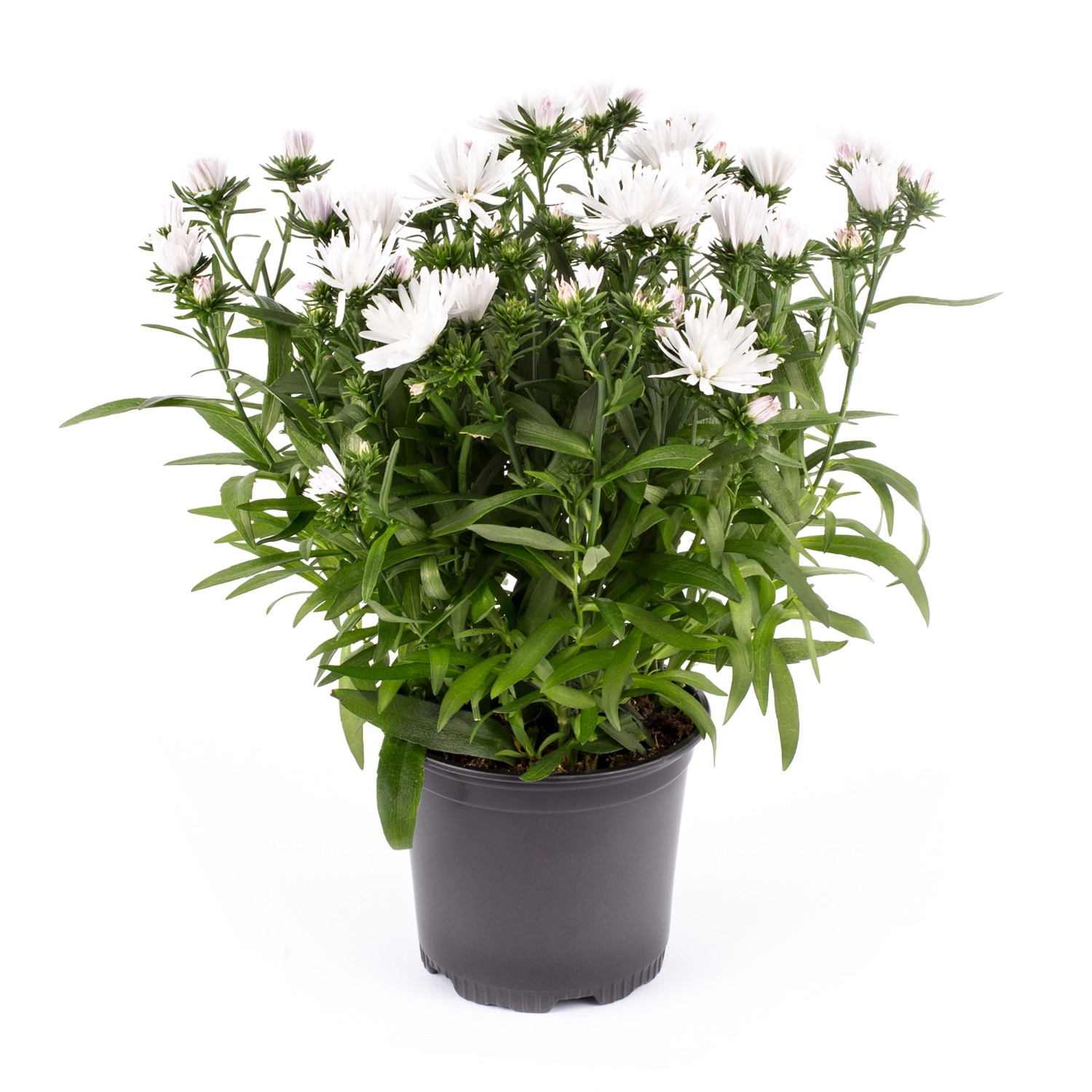 Aster in Farben Höhe ca. 15 25 TopfØ ca. cm 11 cm Aster Hybrid kaufen