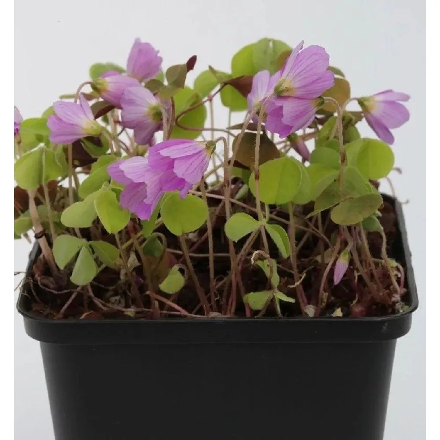 Waldsauerklee - Oxalis acetosella
