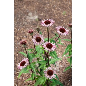 Purpurroter Sonnenhut 'Augustkönigin' im Topf, ca. 11x11 cm. Staude mit purpurfarbenen Blüten.