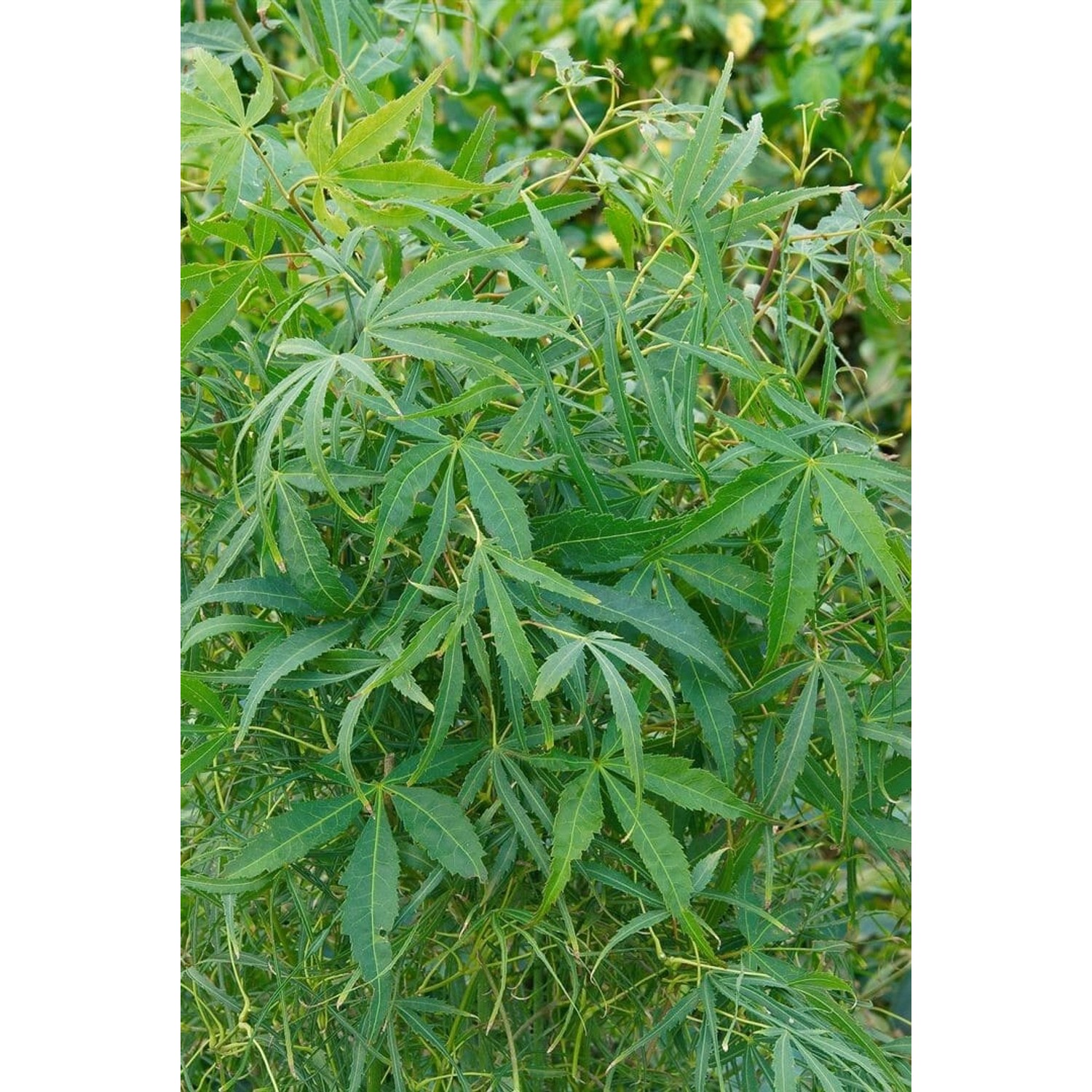 Acer Palmatum Koto-No-Ito Japanischer Ahorn 80 cm Stammhöhe günstig online kaufen