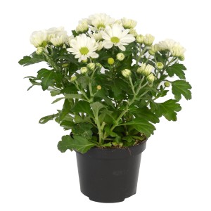 Weiße Chrysantheme Sollinea im Topf, ca. 25 cm hoch. Blühende Herbstdekoration für Balkon und Garten.