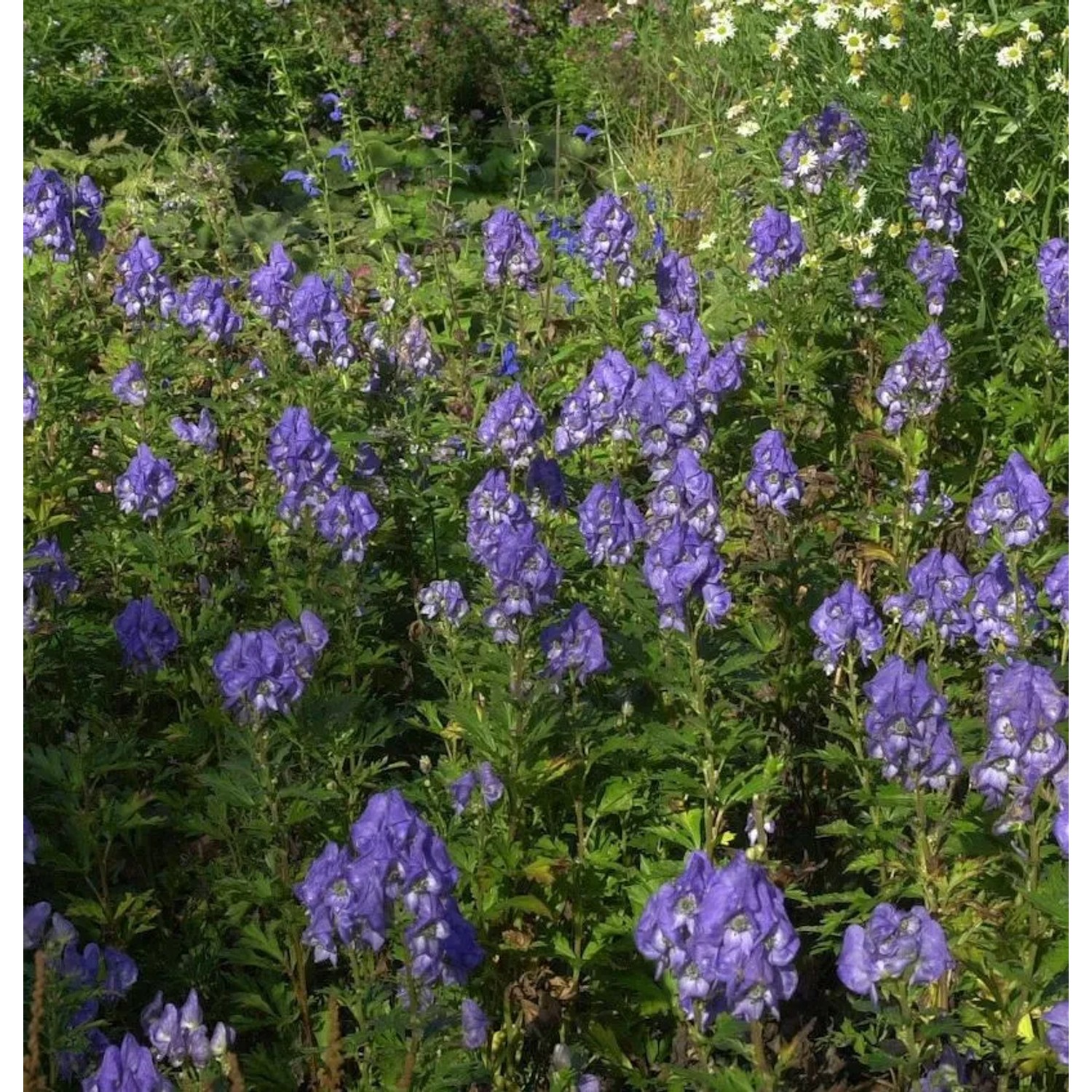 Eisenhut Blue Lagoon - Aconitum cammarum