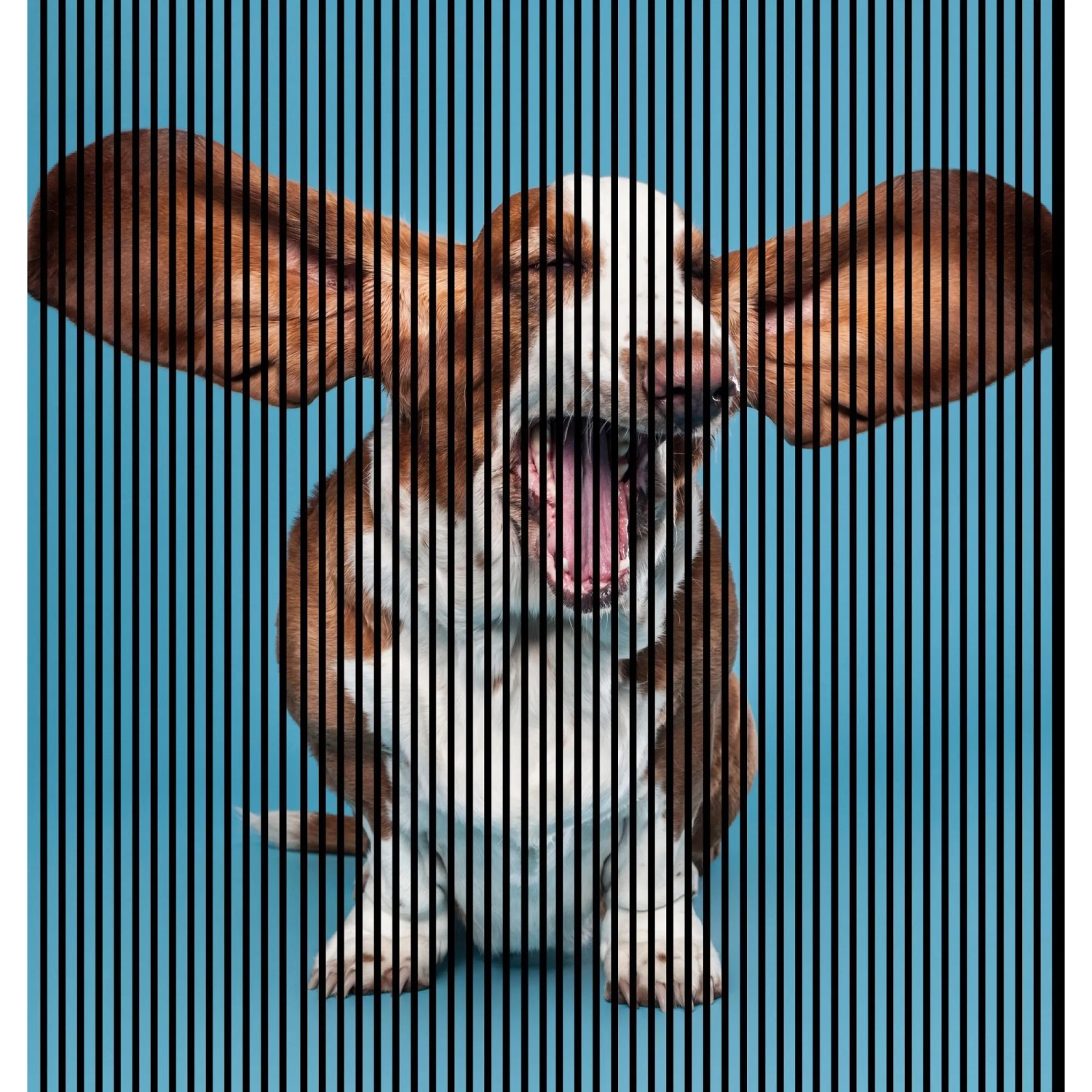 FN Acustico Akustikplatte Dog 1 PET u. MDF Foliert 2.253 x 19 x 2.400 mm