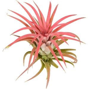 Rote Tillandsie (Tillandsia ionatha), eine pflegeleichte Trendpflanze für Ihr Zuhause.