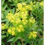 Sumpf-Wolfsmilch Walenburg´s Glorie - Euphorbia palustris_2