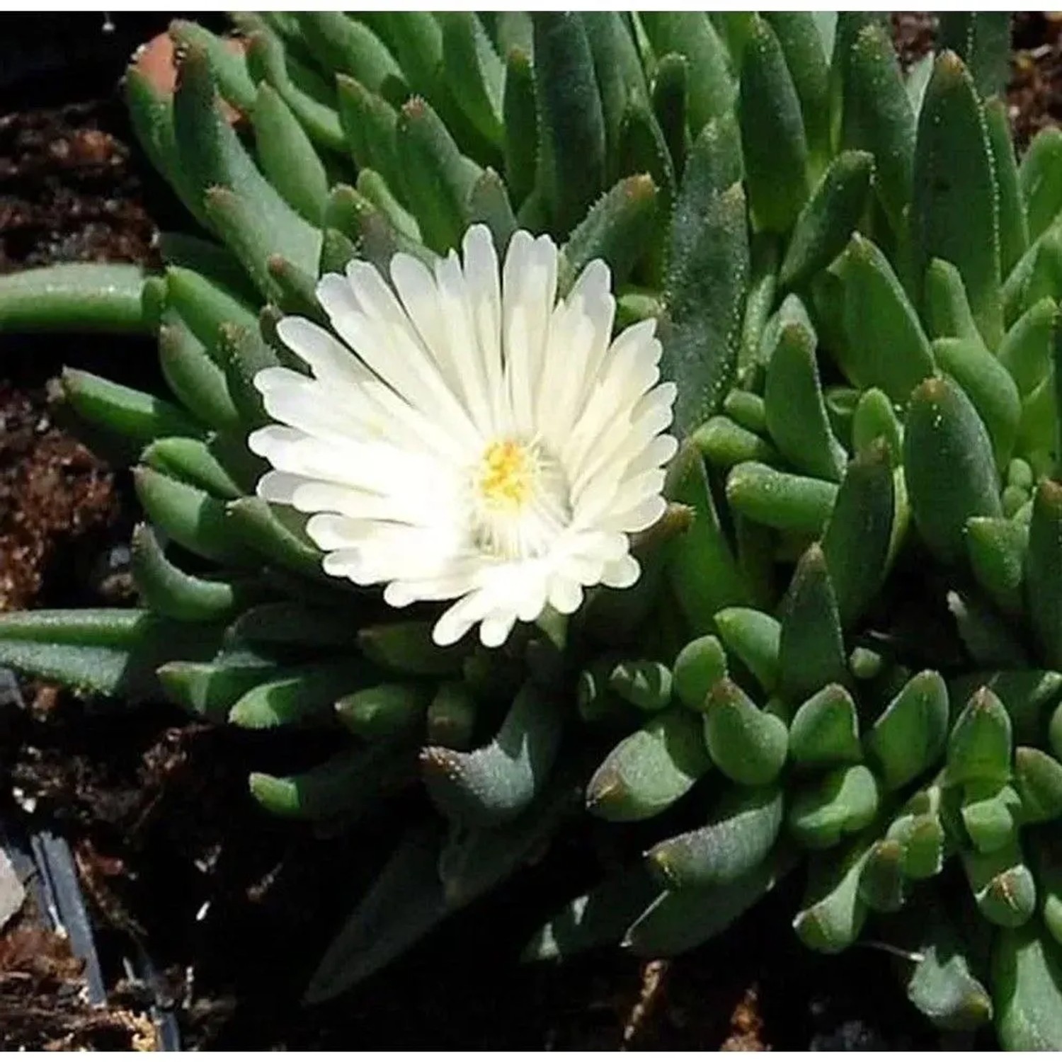 Mittagsblümchen White Nugget - Delosperma congestum