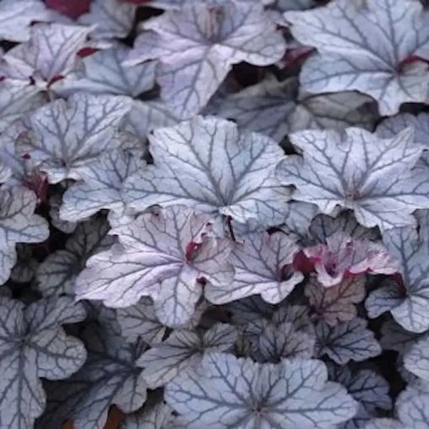 Purpurglöckchen Blackberry Jam - großer Topf - Heuchera micrantha