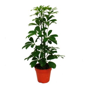 Grüne Strahlenaralie (Schefflera) im Topf, ca. 45cm hoch. Zimmerpflanze für helle Standorte.