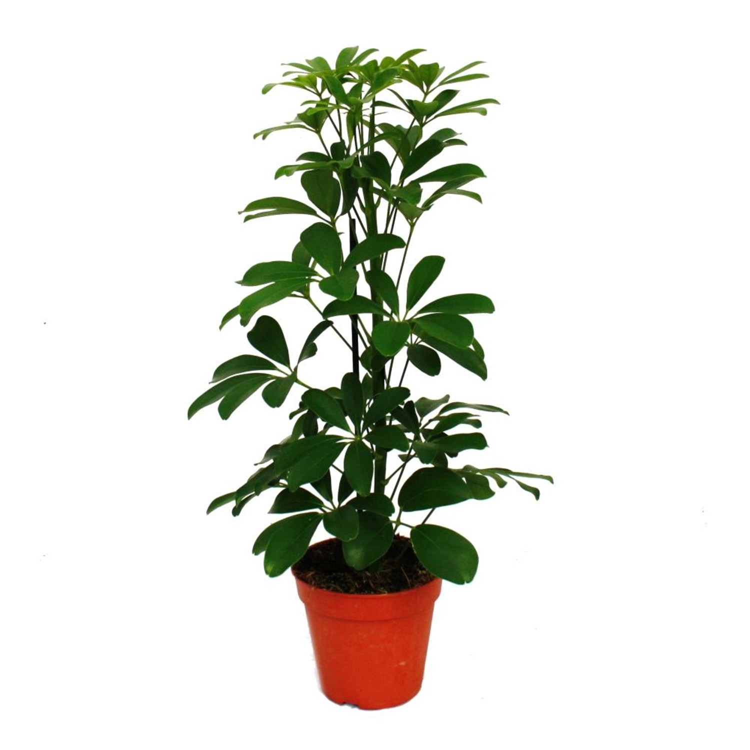 Exotenherz Strahlenaralie Schefflera Grünlaubig 12cm Topf Zimmerpflanze ca. 40-45cm Hoch