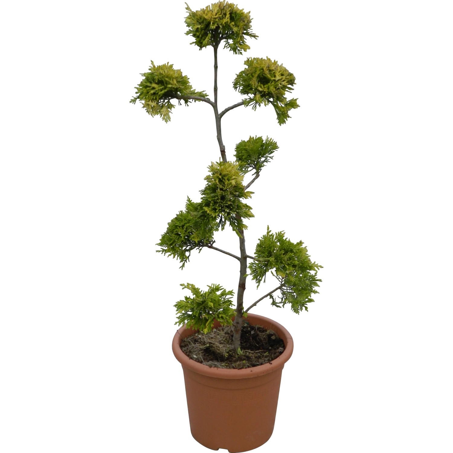 OBI Portugiesischer Kirschlorbeer Angustifolia Höhe ca.40 cm Topf ca.5l Pru günstig online kaufen