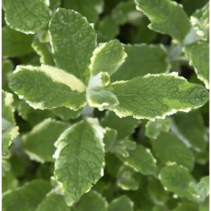 Nahaufnahme der rundblättrigen Minze 'Variegata', einer grünen Staude mit weißem Rand.