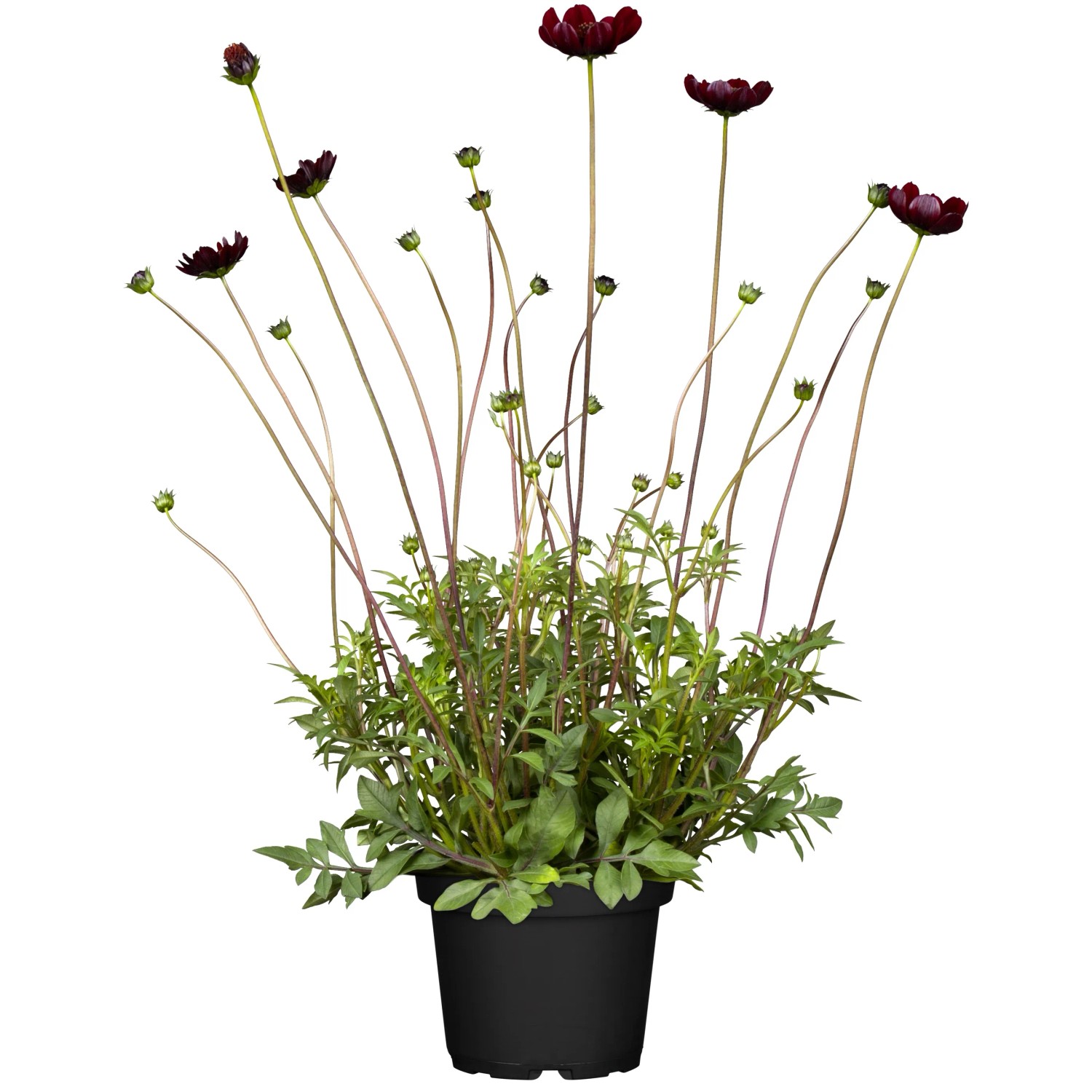 Schokoladenblume "Chocamocha" Topf-Ø ca. 17 cm Cosmos atrosanguineus