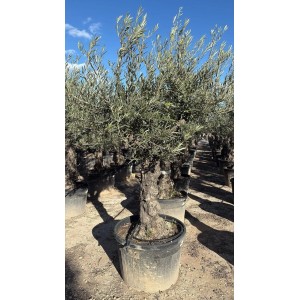 Sunny-Tree - Verzweigter Olivenbaum Olea Lechin - Winterharte Olvenbaum Bonsai 240 cm - 80 Jahre alter Olivenbaum und Fruchttragend