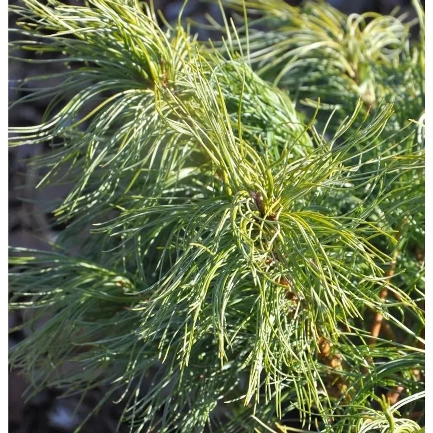 Hochstamm Weymouthskiefer Green Twist 40-60cm - Pinus strobus