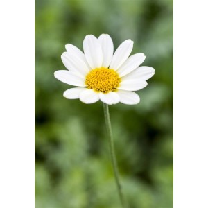 Nahaufnahme einer Anthemis Tinctoria 'Sauce Hollandaise' (Färberkamille) mit weißen Blütenblättern und gelber Mitte.