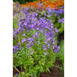 Blühende Dolden-Glockenblume 'Superba' mit violett-blauen Blüten im Gartenbeet.