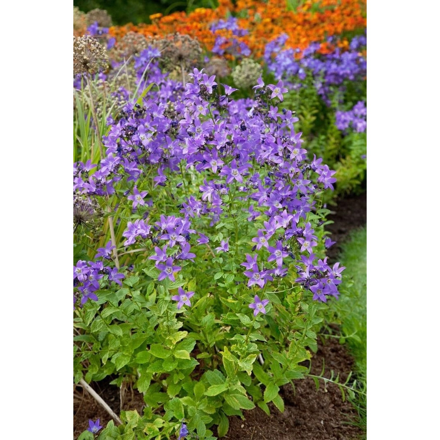 Campanula Lactiflora Superba Dolden Glockenblume Ca. 9x9 cm Topf günstig online kaufen