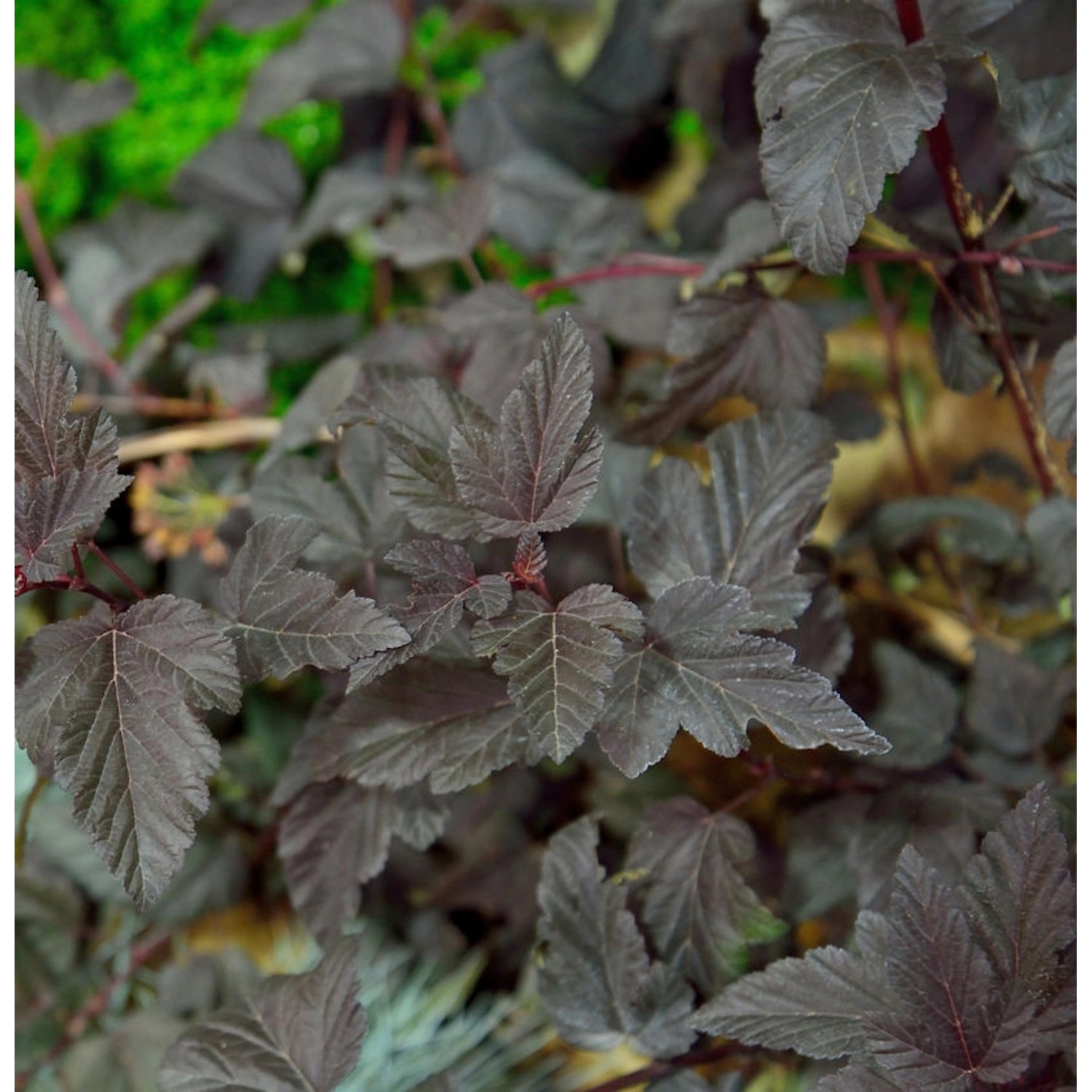 Blasenspiere All Black 30-40cm - Physocarpus opulifolius günstig online kaufen